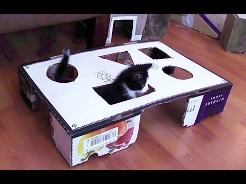 The Geometrics Of Kitten Fighting