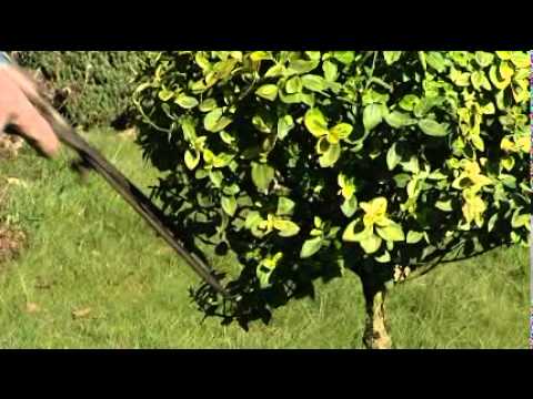 how to fertilize golden euonymus