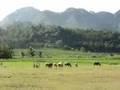 Small herd of cows in central Java