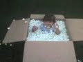 Peek-A-Boo Palcs Box