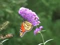 Butterflies in the Wind Butterflies in the Wind