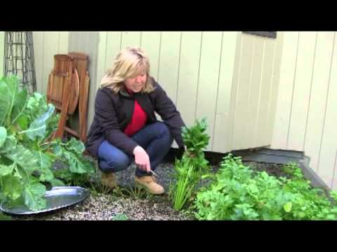 how to harvest celery seeds