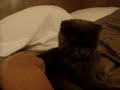 cute 6 month old scottish fold cat purring