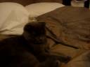 cute 6 month old scottish fold cat purring