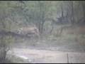 Lioness on a kill (Wildebeast giving birth) at Nkorho