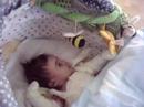 una mariposa contra las abejas una mariposa contra las abejas