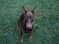 Tail Nubbin Wagging