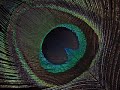 My Shot Minute: Pattern Recognition