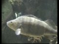 Huge redfin Perch and giant Barbel / Flussbarsch und Barbe @ a Zoo Aquarium [1/1]