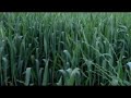The wheat: Ukraine was the barn of Europe (HOLODOMOR)