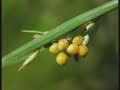 Carex aurea