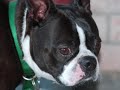 Buddy \"Bad to the Bone\"