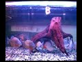Feed my piranhaII