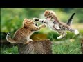 The song is the full opening to Mayoi Neko Overrun. Took some clips from youtube videos and place them together to go along with this song that just came out. Song: Happy New Nyaa Artist: Kanae Itou Anime: Mayoi Neko Overrun Like to give credit to the people who posted the original videos: 0:05-0:12= 