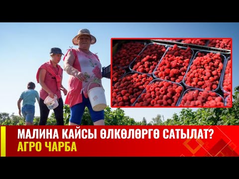 Малина кайсы өлкөлөргө сатылат? | АГРО ЧАРБА