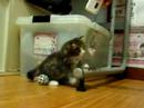 Siberian kitten from Matreshka Siberian kitten from Matreshka