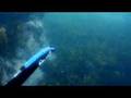 Spearfishing in the front yard pt.2 - New Zealand