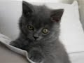 British Shorthair Blue Kitten British Shorthair Blue Kitten