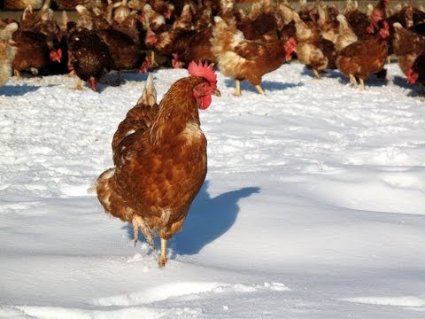 Was machen die Hühner im Winter? - Erna und Anton Spörk