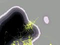 Beatbox DubStep DownTempo