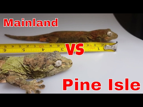 YouTube reptile video
