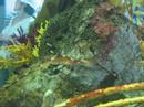 Seadragons