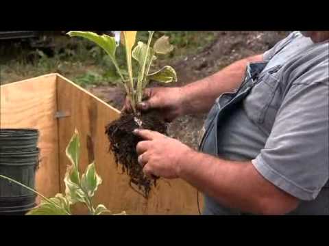 how to split and replant hostas