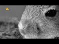 KRÓLIK PO BERLIŃSKU reż. Bartek Konopka 1/5