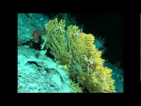 bio luminescence - http://www.ted.com In the deep, dark ocean, many sea creatures make their own light for hunting, mating and self-defense. Bioluminescence expert Edith Widder...