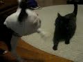 Petey verses Kitters Petey verses Kitters