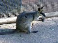 Wallaby Featherdale Wildlife Park Wallaby Featherdale Wildlife Park
