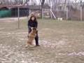 IPO malinois treinig obedience