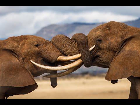 Tsavo East Safari Kenya, Kenya Safari