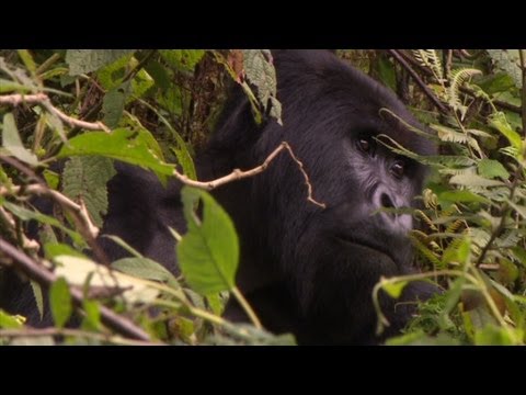 gorilla