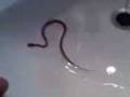 Cobra do milho 3 - DarkHell666