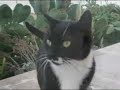 gatos callejeros. Estaba el se�or don gato (Rosa Le�n)