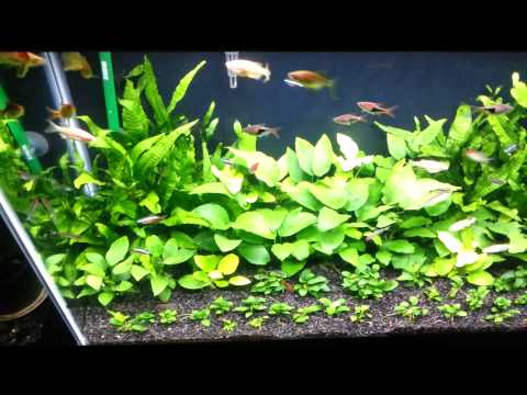 how to fertilize java fern