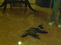 Kreizy jugando con su cuerdita..