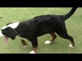 Charlie, bernese mountain dog in the philippines