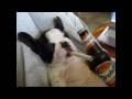 Bouledogue Francese - Rocco Dopo Una Dura Giornata Di Lavoro!