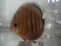 wild discus 