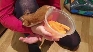 Lilly Hamster Superstar eats carrots. Super cute video. Watch in full.