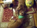Dopey dawg and  her boyfriend Beaumont playing rough