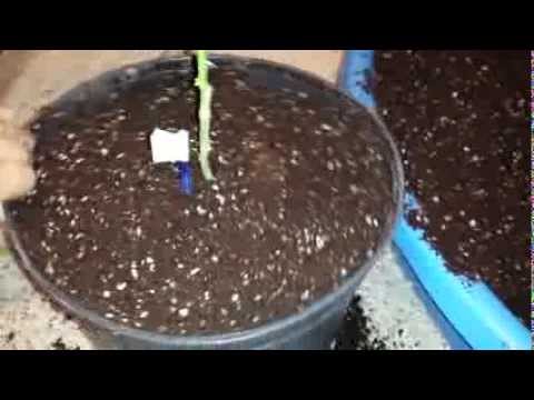 how to transplant flowers into pots