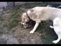 AGAEN?K-�?RK?N k�pek d�v�?�