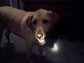 Snickers is a Dirty Girl