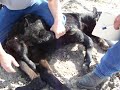 The six legged calf