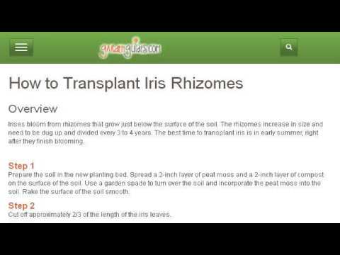 how to transplant rhizomes