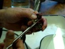 Physiology - Froggy