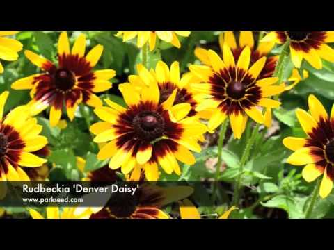 how to collect rudbeckia seeds